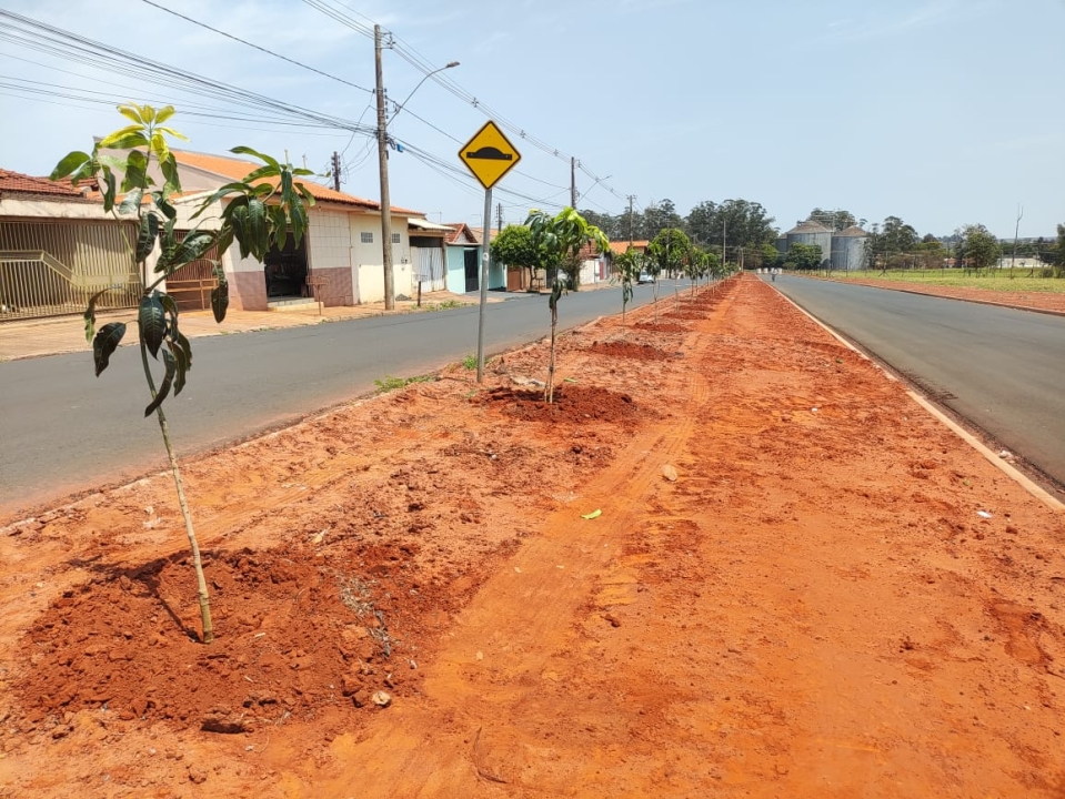 Prefeitura de Assis realiza plantio de pés de manga no canteiro central da Rua da Primavera